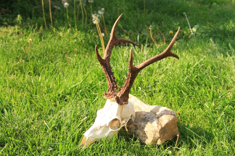 őzbak vadászat, Cigánd